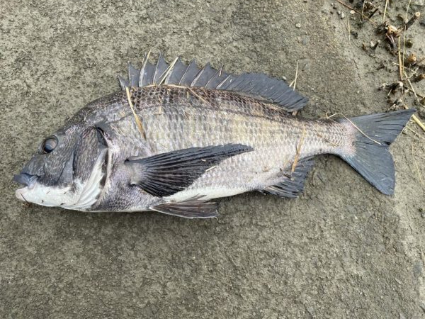 イチノ兄弟、釣果!