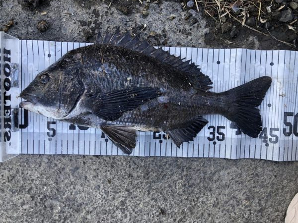 イチノ兄弟、釣果！