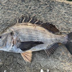 イチノ兄弟、釣果！