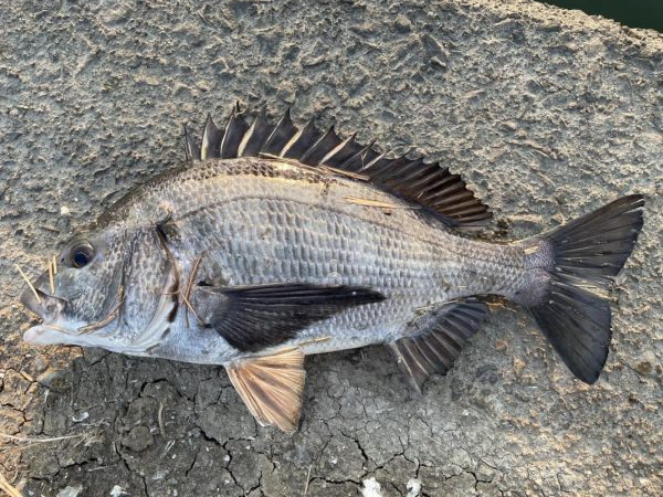 イチノ兄弟、釣果！