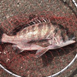 イチノ兄弟、釣果！