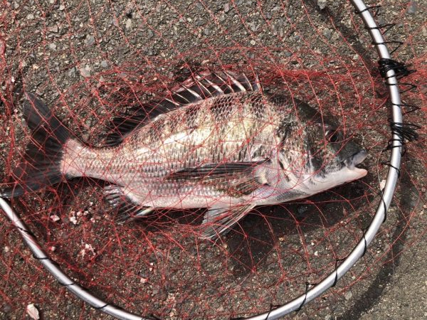 イチノ兄弟、釣果！