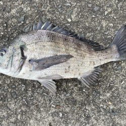 イチノ兄弟、釣果!
