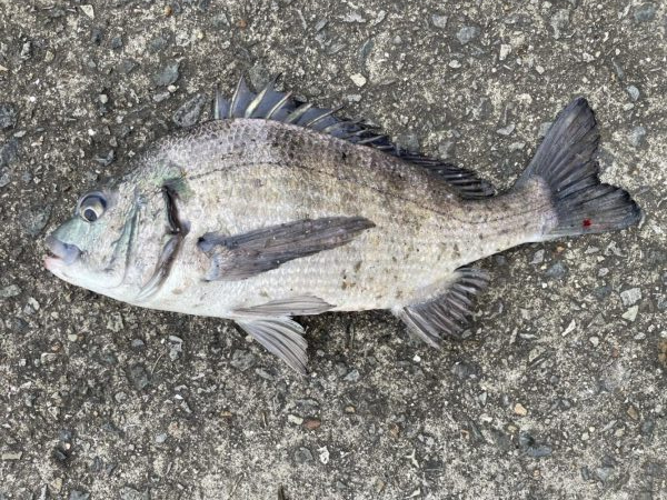 イチノ兄弟、釣果!