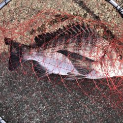 イチノ兄弟、釣果!