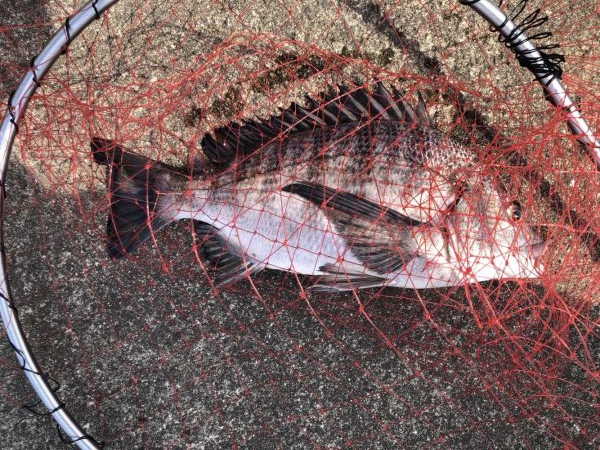 イチノ兄弟、釣果!