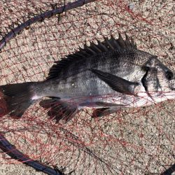 イチノ兄弟、釣果!