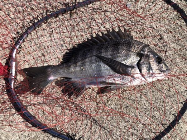 イチノ兄弟、釣果!