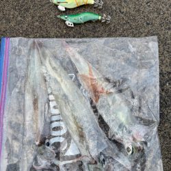 【小浜〜三方】2年ぶりヤリイカ狙いDay2