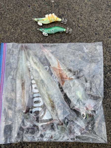 【小浜〜三方】2年ぶりヤリイカ狙いDay2…