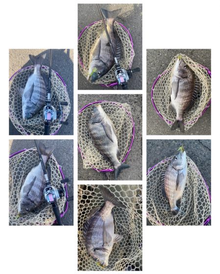 夕まずめチニング！