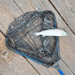 サーモン/脈釣り