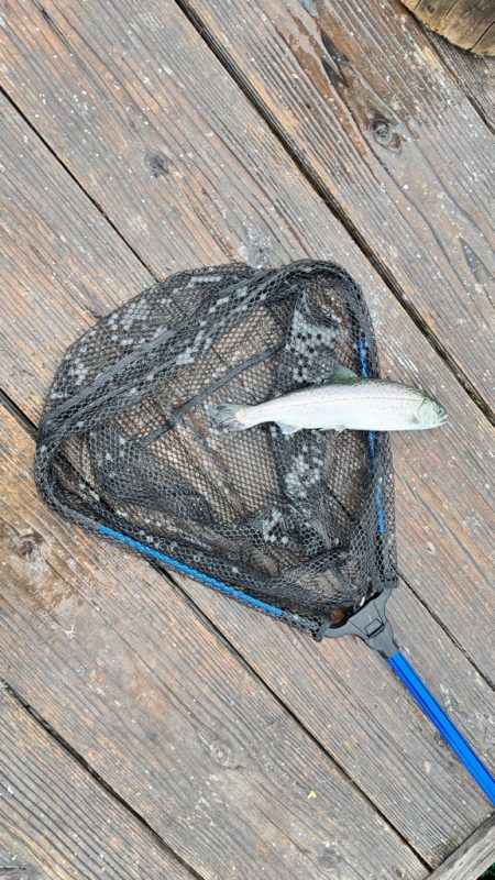 サーモン/脈釣り