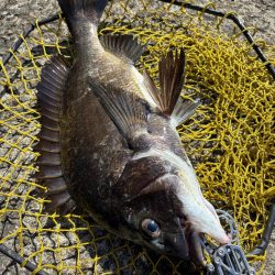 ヘチってきました