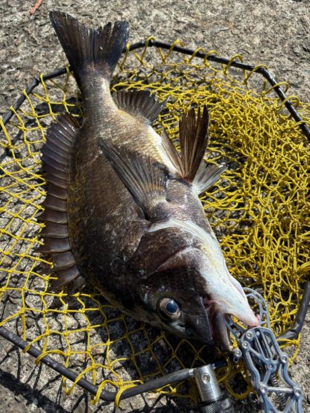 ヘチってきました