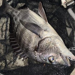 ヘチってきました