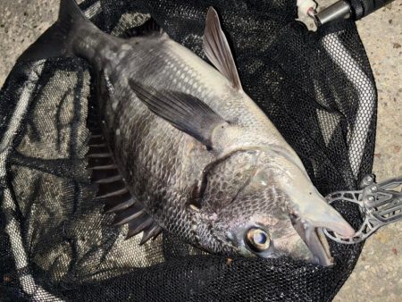 ヘチってきました