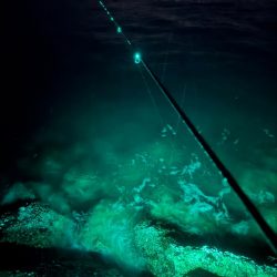 降雪ヤリイカ狙い