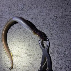 ガシリング　好調です