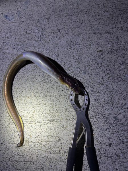 ガシリング　好調です