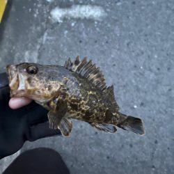 根魚ライトゲーム