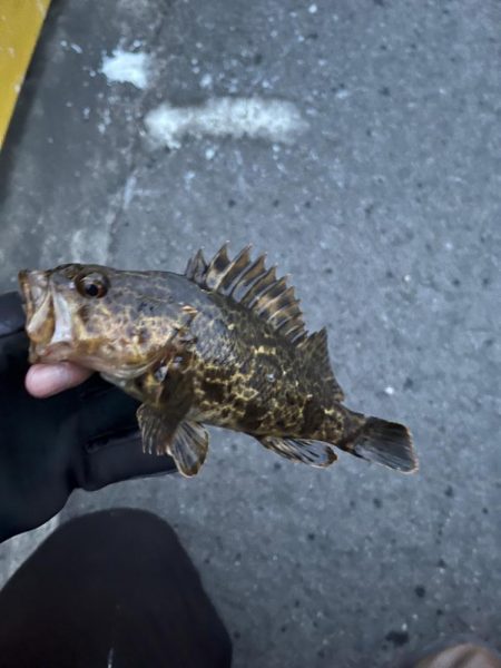 根魚ライトゲーム