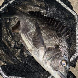 ヘチってきました