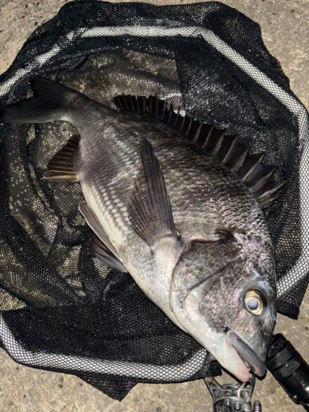 ヘチってきました