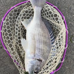 2週連続のつ抜け！