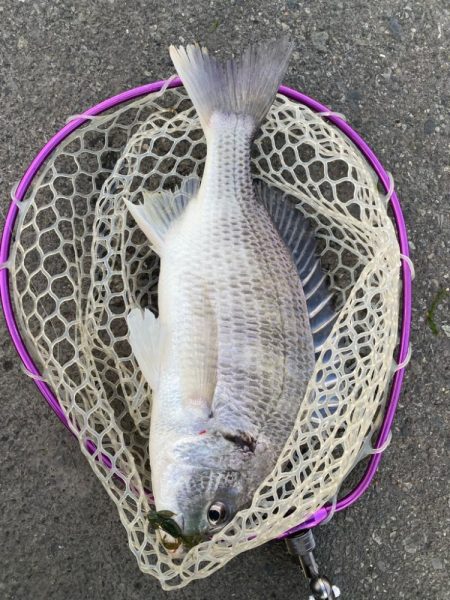 2週連続のつ抜け！