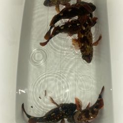 外道の1500gマダコ釣れた