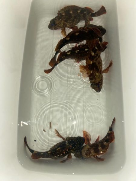 外道の1500gマダコ釣れた