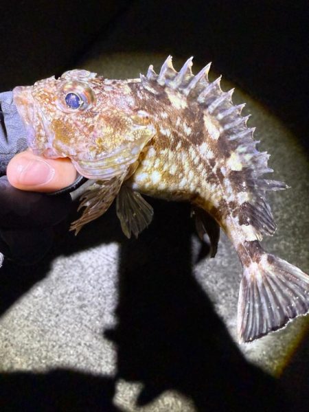 久しぶりにガシリング