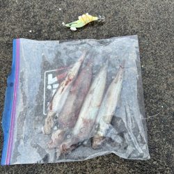 【小浜〜三方】2年ぶりヤリイカ狙い