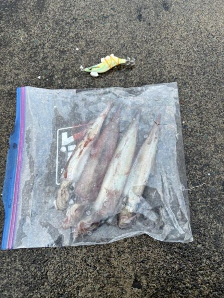 【小浜〜三方】2年ぶりヤリイカ狙い