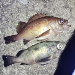 今日もメバル釣り