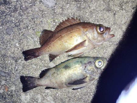 今日もメバル釣り