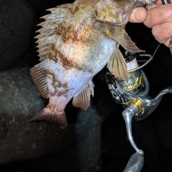 メバリング再始動