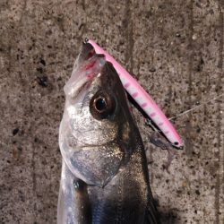 連日のフッコ1匹(^-^;