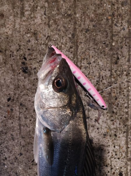 連日のフッコ1匹(^-^;