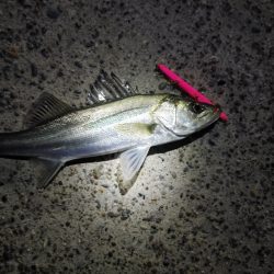 フッコ45cmと38cm