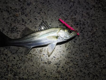 フッコ45cmと38cm