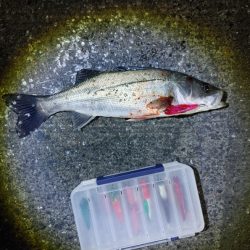 フッコ38cmと40cm