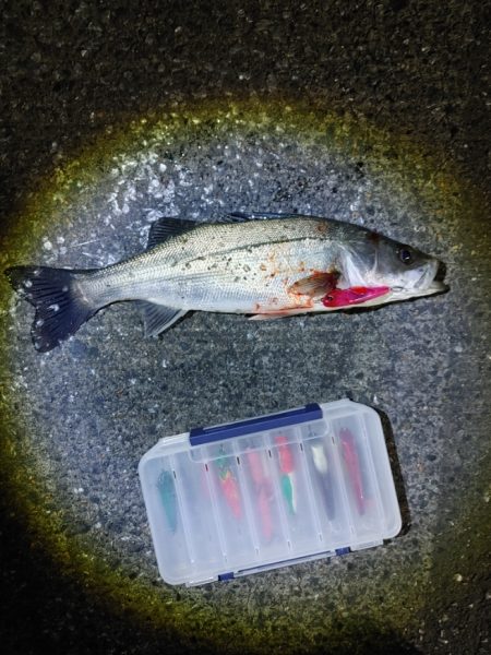 フッコ38cmと40cm