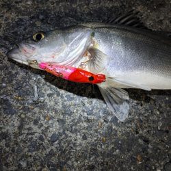 フッコ40～42cmを3匹