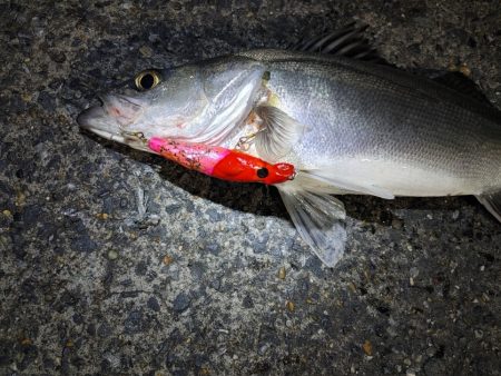 フッコ40～42cmを3匹