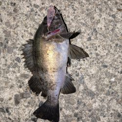 プチ冬眠からの目覚めプラッキング