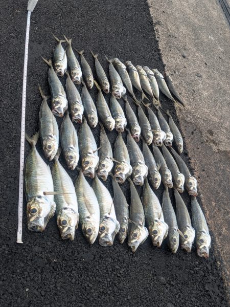 静岡県某所 ナイトアジング