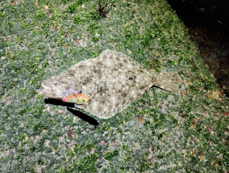 渋渋の中リリースサイズ