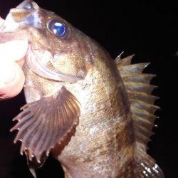 電気浮き釣り 3